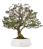 Azalea Giapponese XL