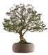 Azalea Giapponese XL