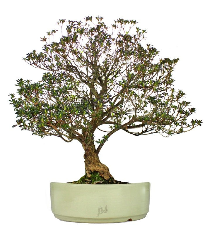 Azalea Giapponese XL