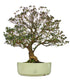 Azalea Giapponese XL
