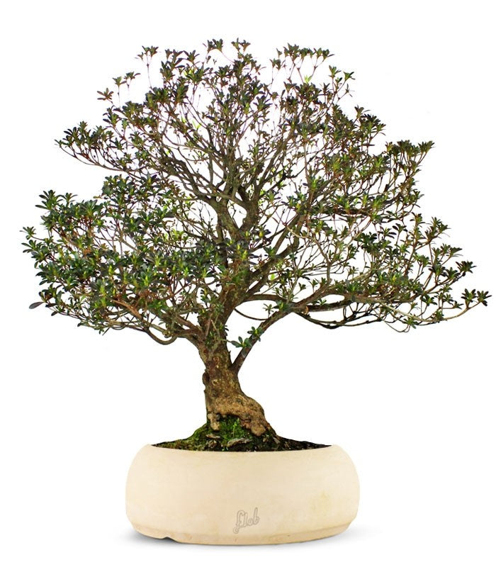 Azalea Giapponese XL