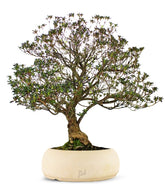 Azalea Giapponese XL