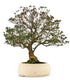Azalea Giapponese XL