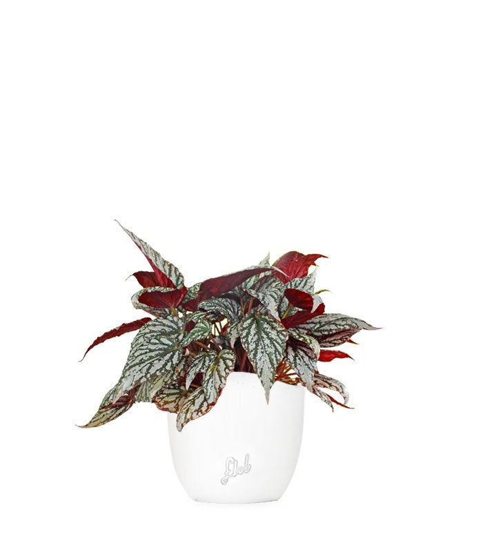 Begonia Rex grigia