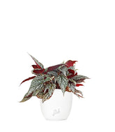 Begonia Rex grigia