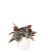 Begonia Rex grigia