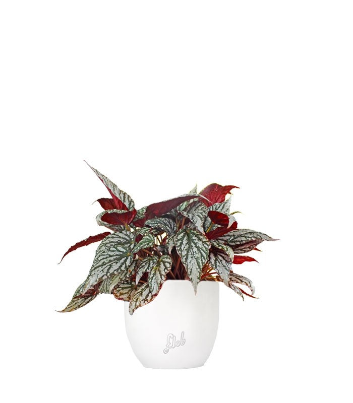 Begonia Rex grigia