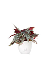 Begonia Rex grigia