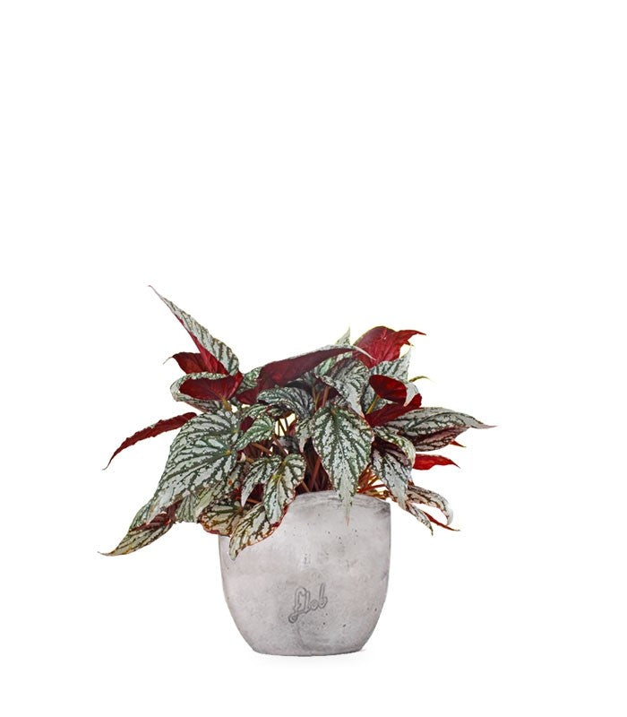 Begonia Rex grigia