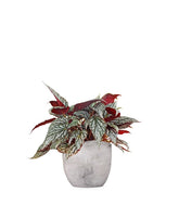 Begonia Rex grigia