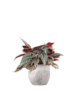 Begonia Rex grigia
