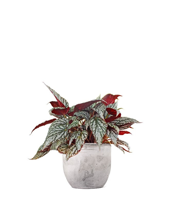 Begonia Rex grigia