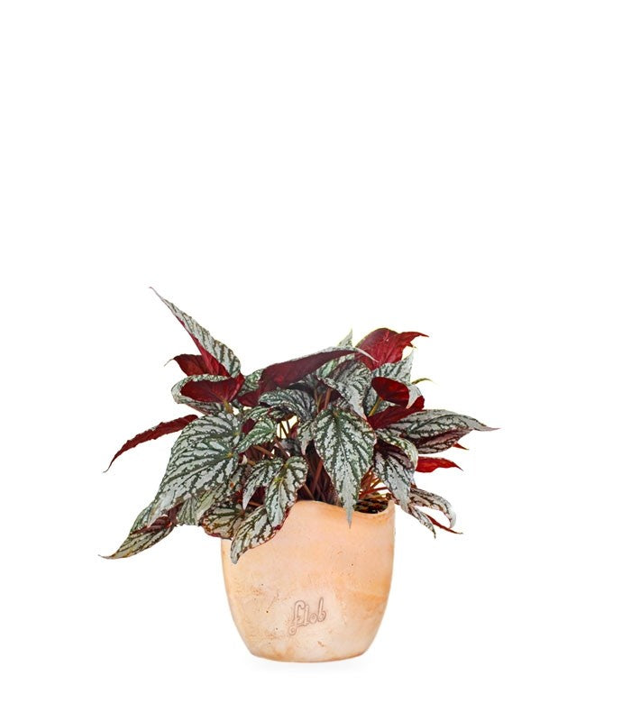 Begonia Rex grigia
