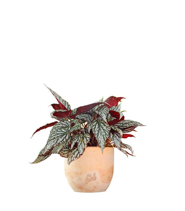 Begonia Rex grigia