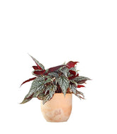 Begonia Rex grigia