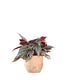 Begonia Rex grigia