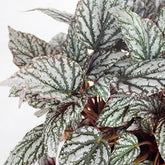 Begonia Rex grigia