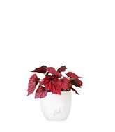 Begonia Rex Inca Flame