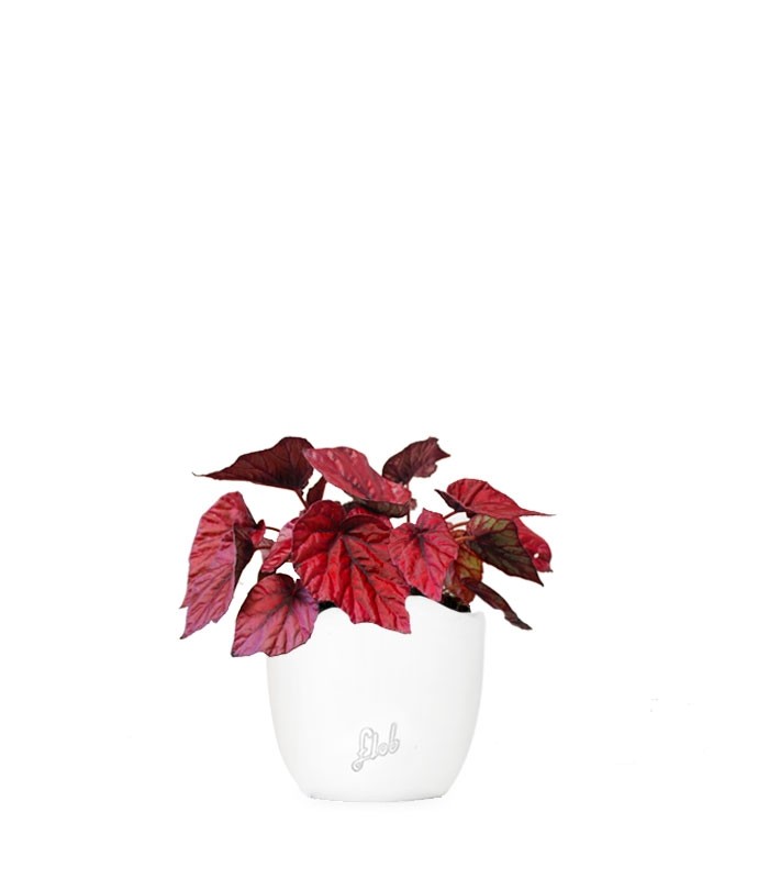 Begonia Rex Inca Flame