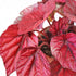 Begonia Rex Inca Flame