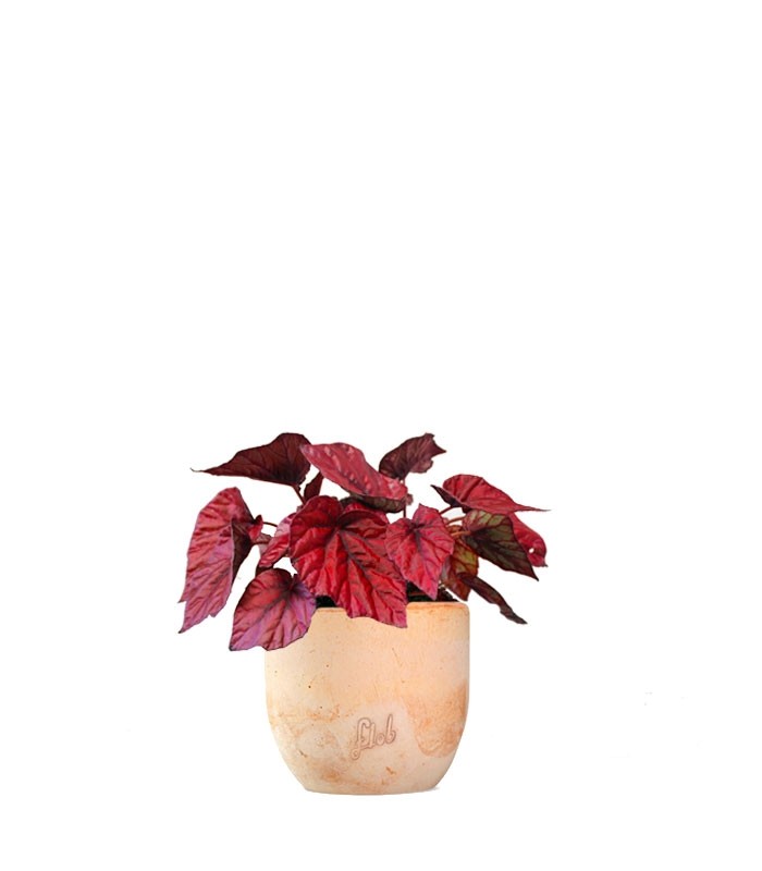 Begonia Rex Inca Flame