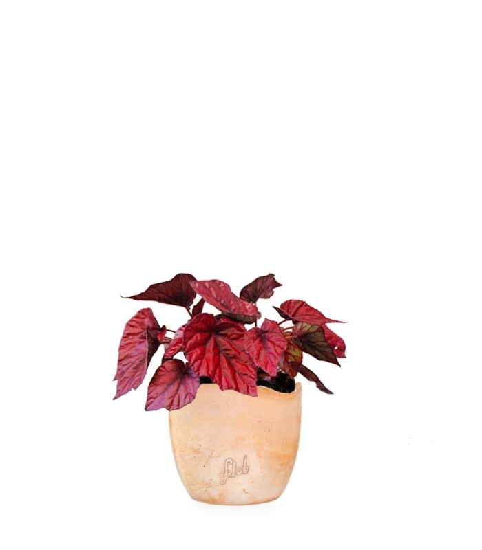 Begonia Rex Inca Flame