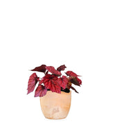 Begonia Rex Inca Flame