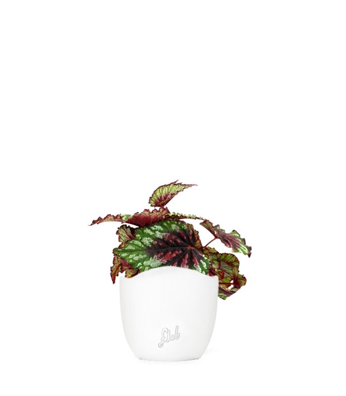 Begonia Rex tricolore