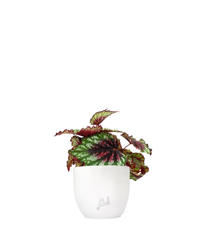Begonia Rex tricolore