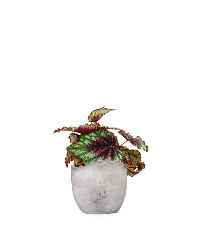 Begonia Rex tricolore