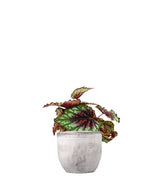 Begonia Rex tricolore