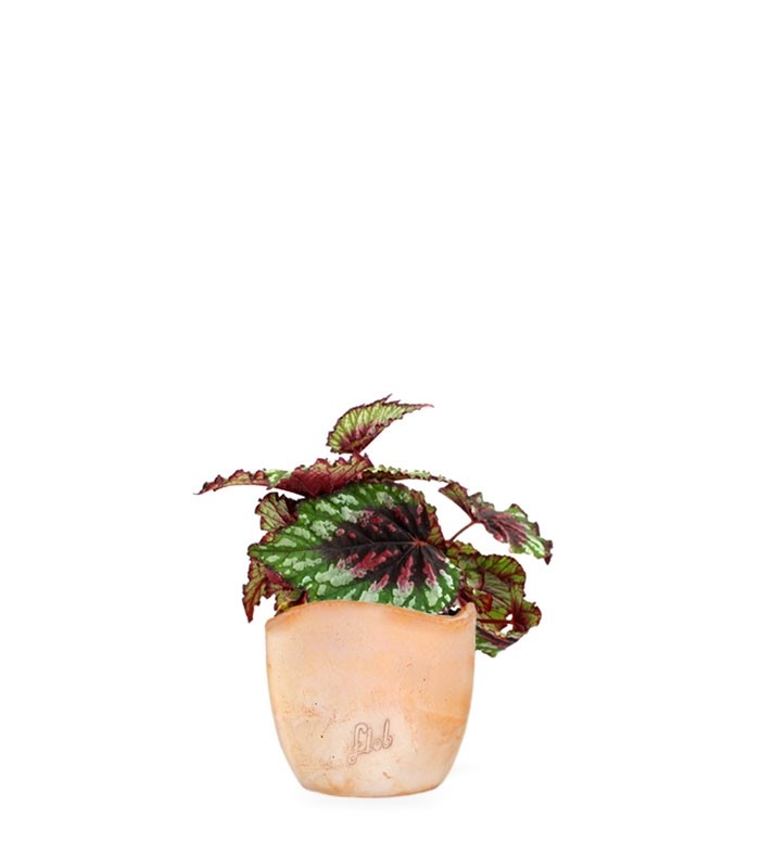 Begonia Rex tricolore