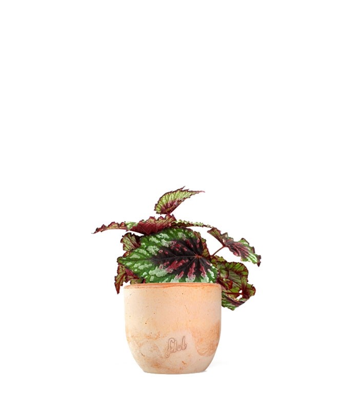 Begonia Rex tricolore