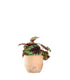 Begonia Rex tricolore