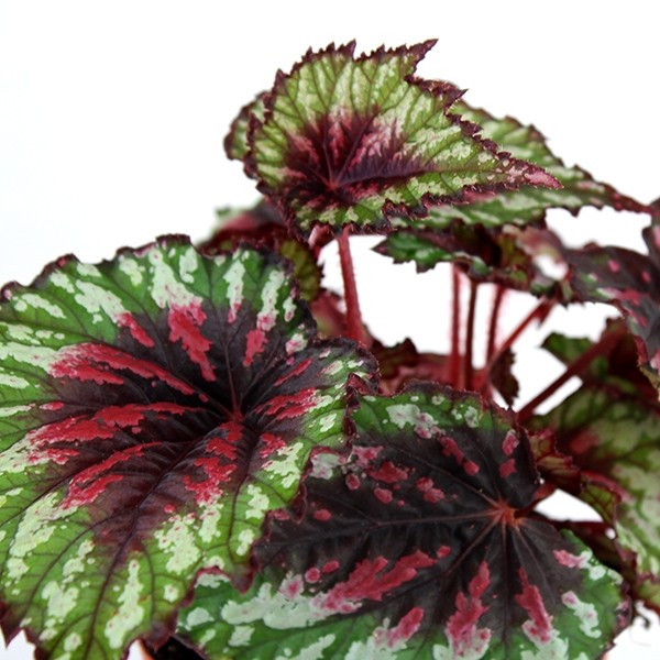 Begonia Rex tricolore