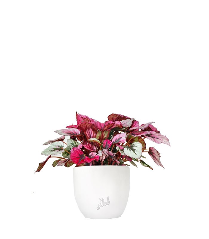 Begonia Rex Viola