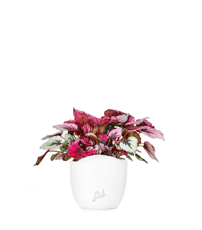 Begonia Rex Viola