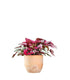 Begonia Rex Viola