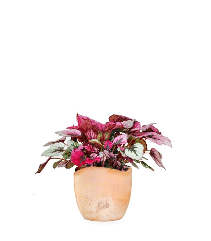 Begonia Rex Viola