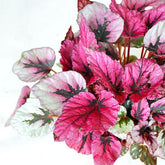 Begonia Rex Viola