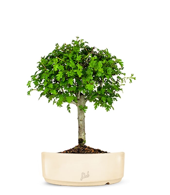 Biancospino