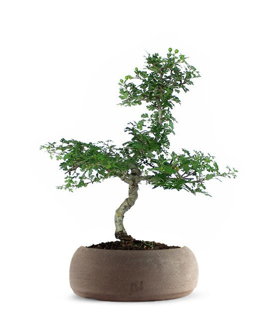 Biancospino Bonsai impalcato