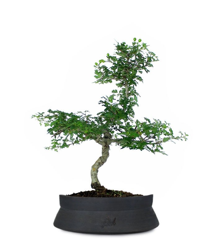 Biancospino Bonsai impalcato