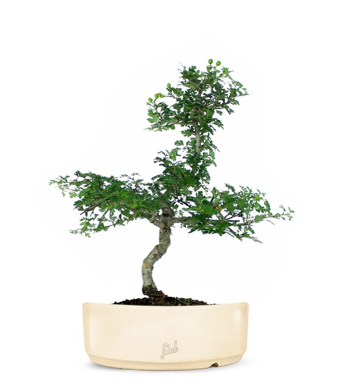 Biancospino Bonsai impalcato