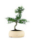 Biancospino Bonsai impalcato