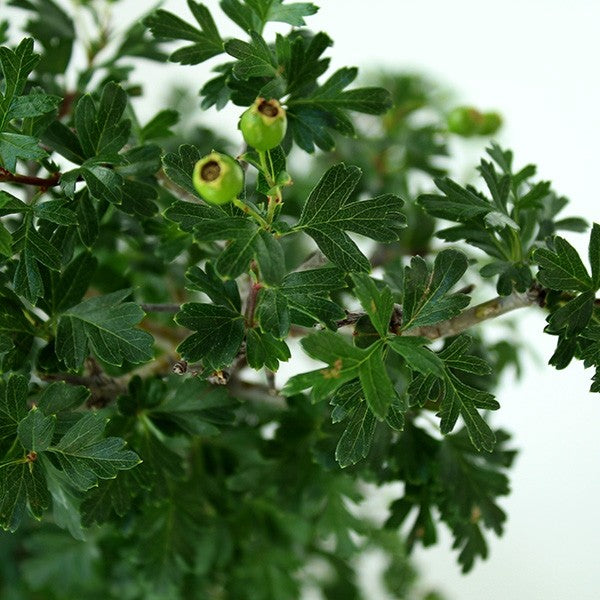Biancospino Bonsai impalcato
