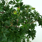 Biancospino Bonsai impalcato