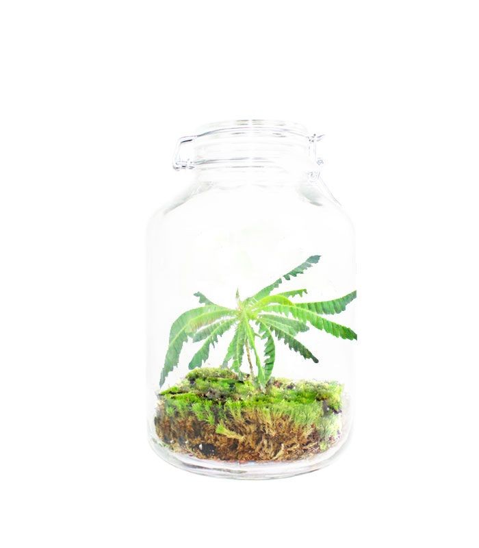 Biophytum in vetro