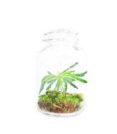 Biophytum in vetro