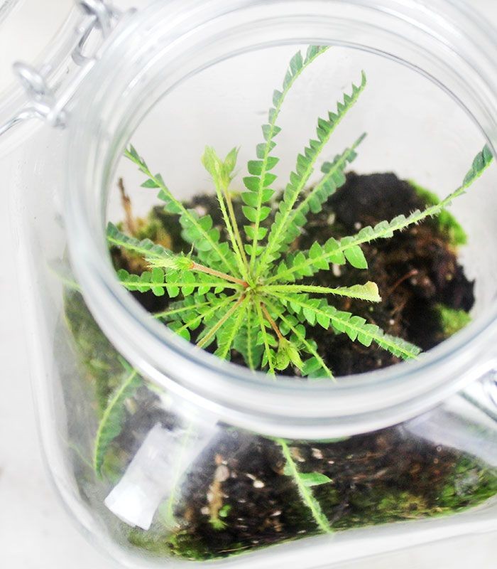 Biophytum in vetro